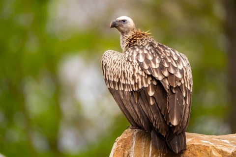 Griffon Vultures (Gyps fulvus) sitting on a rock, bavaria, Germany