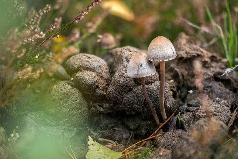 Fertiliser, Panaeolus castaneifolius, Panaeolus olivaceus, dotted spored fertiliser, fungi, fungi
