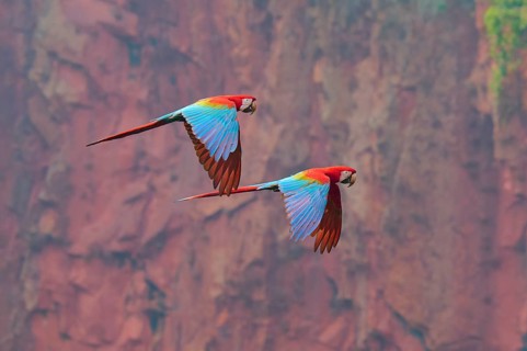 Two colourful parrots fly freely through the air, set against a red, rocky backdrop: the