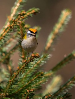 Common firecrest, golden chicken, Regulus ignicapillus, golden grouse, birds, high size, portrait