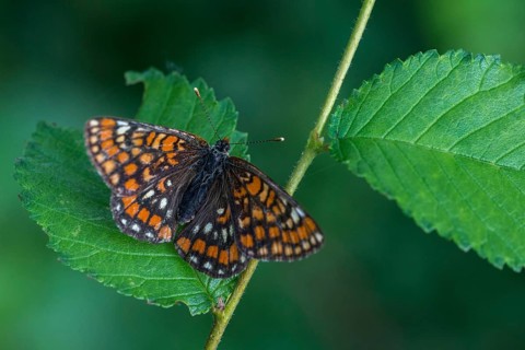 Ash moth, Euphydryas maturna, small maybird, maybird, butterfly, insects, scarce fritillary,