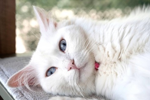 The distinctive blue eyes of a Van Cat, a rare natural breed of the domestic cat found around Lake