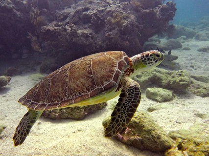 A sea turtle, the Hawksbill sea turtle (Eretmochelys imbricata imbricata), swims near a reef over