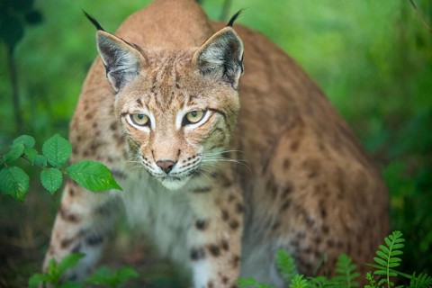 Carnivora, Eurasian lynx, felis lynx, lynx, predators, mammals, raptors, mammals
