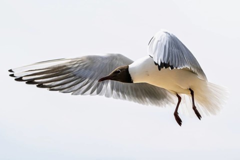 Black-headed Gull, Chroicocephalus ridibundus, bird in flight, England, United Kingdom