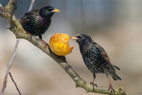 Starling, Sturnus vulgaris, Birds, Garden, Garden, Passeri, Songbirds, Birds