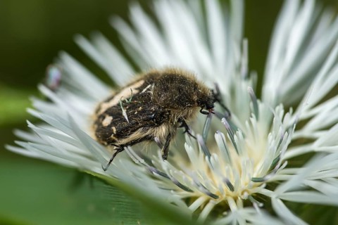 Apple Blossom Beetle, Leaf Horn Beetle, Granelli, Italy, Pantani Cuba and Longarini, Rose Beetle,