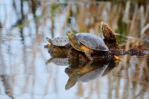Spanish pond turtle or Spanish water turtle (Mauremys leprosa), Algarve, Portugal
