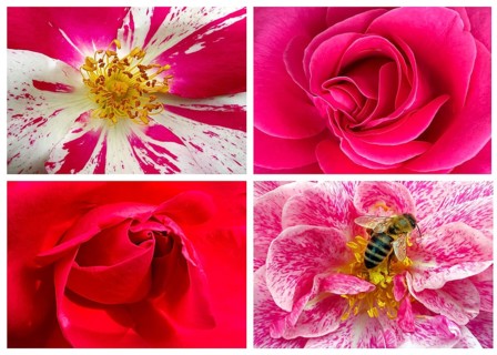 Four rose petals in close-up as tableau, Climbing Condesa de Sastago, Chariama, Madame Bovary and