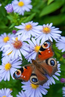 Aglais io, Inachis io, Nymphalis io, peacock, peacock, butterfly, high size, portrait format,