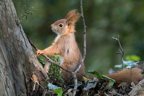 A squirrel (Sciurus vulgaris) poses confidently next to a tree trunk in a dense forest, Hesse,