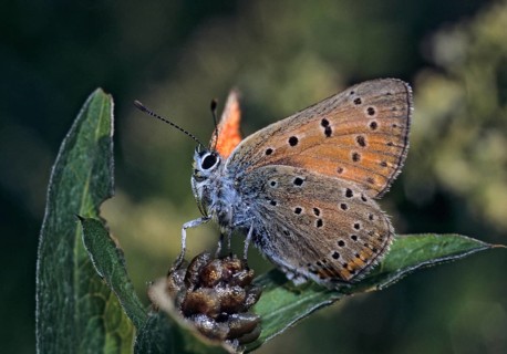 Lycaena alciphron, purple-shot copper, purple silvermoth, butterfly, insects, butterfly,