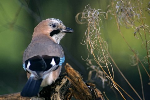 Eurasian Jay, garrulus glandarius, jay, birds, corvidae family of birds, leo, passeri, corvids,