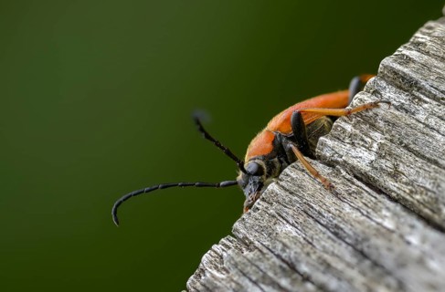 Aredolpona rubra, cerambycidae, corymbia rubra, common longhorn beetle, red-brown longhorn beetle,