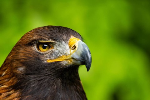 Close-up of a majestic eagle with an intense, piercing gaze, golden eagle (Aquila chrysaetos),
