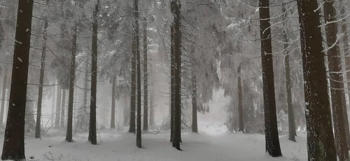 Dense winter forest with snowy trees and fog in the background, hiking in winter, Rennsteig,