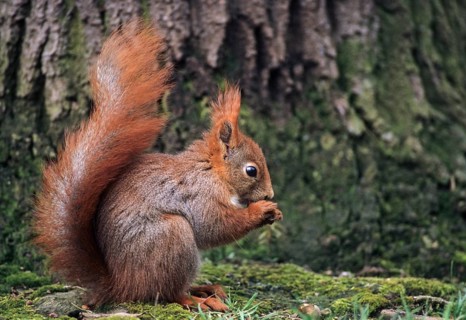 Squirrels, rodents, rodentia, sciurus vulgaris, squirrel, mammals, rodents, mammals