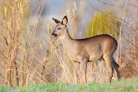 European roe deer (Capreolus capreolus), fawn in winter, Lower Saxony, Germany