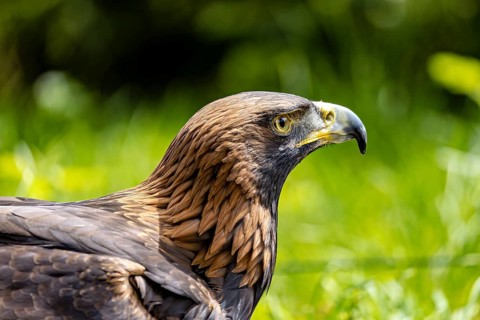 Side view of an eagle against a green background: a golden eagle (Aquila chrysaetos) at a falconry