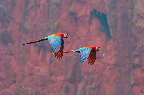 Two dazzling parrots fly gracefully along a red rock face, displaying their brightly coloured