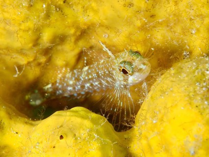A small dwarf spitzhead blenny (Tripterygion melanurus) is hiding in a bright yellow golden sponge,