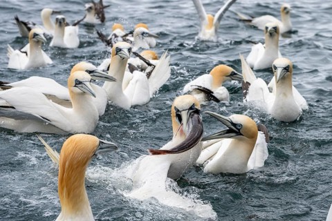 A northern gannet (Morus bassanus) eats a fish it has caught at sea off the island of Noss,