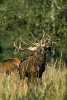 Artiodactyla, Cervus Elaphus, even-toed ungulate, cloven-hoofed, red deer, deer, deer, high size,