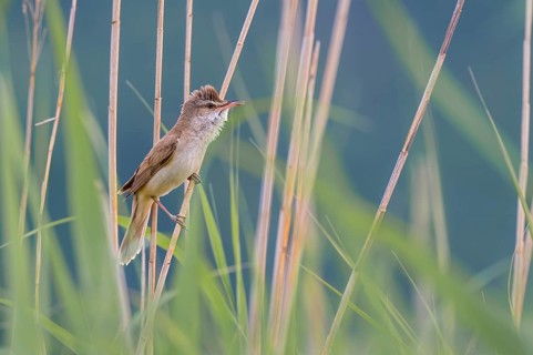 Reed Warbler (Acocephalus arundinaceus), perched in the reeds, Güssinger Ponds, Güssing,