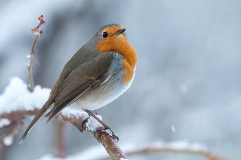 Erithacus rubecula, robin, robins, birds, passeri, snow, songbirds, snow, songbirds, birds, winter