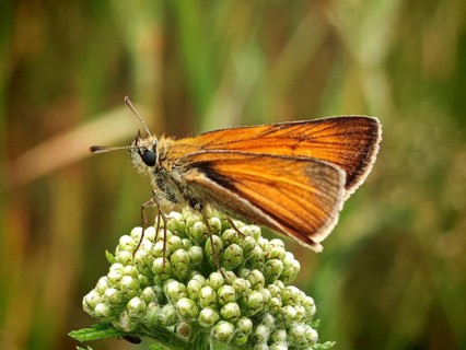 A butterfly, a skipper (Hesperiidae) with orange wings, perched on a green inflorescence,