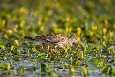 Spotted Redshank (Tringa erythropus) Hungary