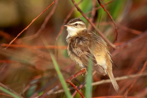 Acrocephalus Schoenobaenus, Sedge Warbler, Birds, Passeri, Songbirds, Birds, Warbler