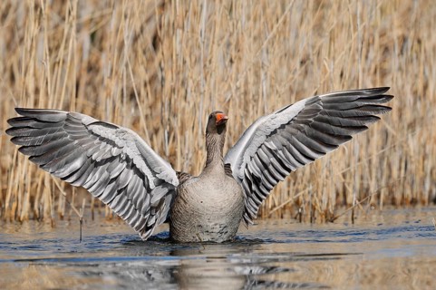Greylag goose (Anser anser), flapping its wings, North Rhine-Westphalia, Germany