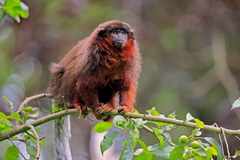 Coppery titi (Plecturocebus cupreus, syn.: Callicebus cupreus), adult, alert, tree, South America