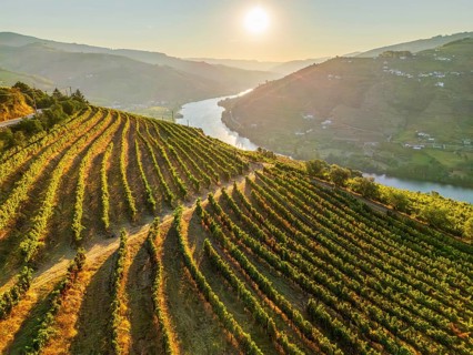 Aerial drone view of sunlit vineyard rows above the Douro River in Portugal's Douro Valley during