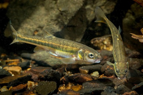 Bitterfish, minnow, Eurasian minnow, minnow, prille, phoxinus phoxinus, common minnow, fish,