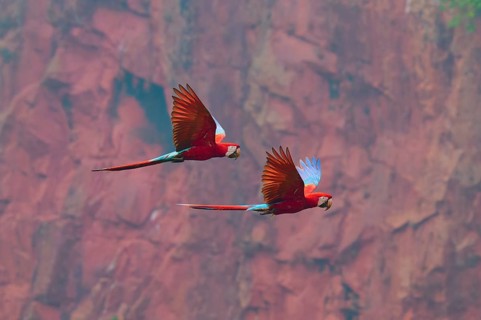 Colourful parrots fly freely against a backdrop of an impressive red rocky landscape, showing off