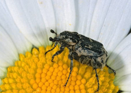 Leaf horn beetle, rotting wood scarab beetle, scarabaeidae, stumbling beetle, valgus hemipterus,