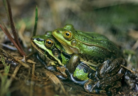 Small water frog, pelophylax lessonae, pool frog, rana lessonae, amphibians, amphibians, couple,