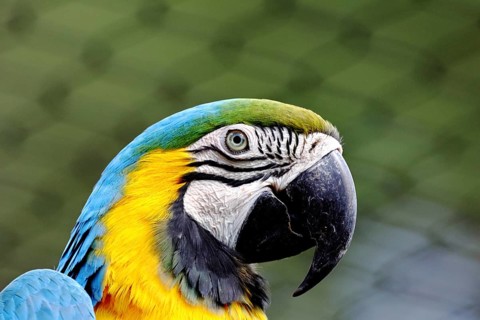 Yellow-breasted Macaw (Ara ararauna), animal portrait, captive, occurrence South America, Hesse,