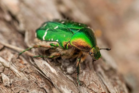Cetonia aurata, common rose beetle, shiny golden rose beetle, rose chafer, rose beetle, Sweden,