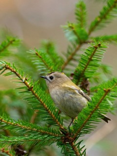 A winter golden chicken sits in a fir tree, North Rhine-Westphalia, Germany