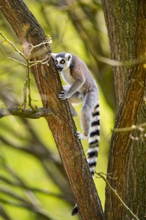 Ring-tailed lemur (Lemur catta) climbing in a tree, captive, Germany