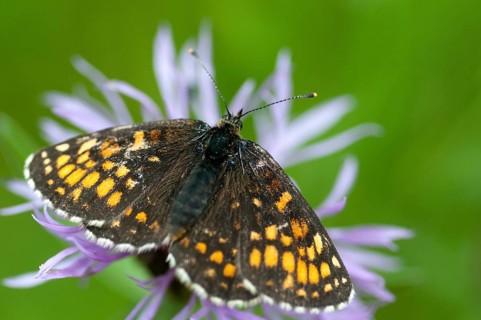 Common butterflies, heath fritillary, melitaea athalia, quail wheat moth, butterfly, insects,