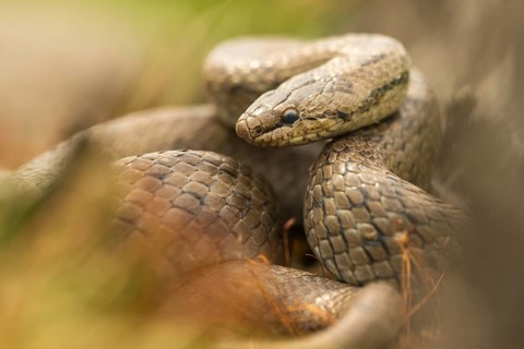 Coronella Austriaca, smooth snake, critters, reptilia, reptilia, reptiles, snakes, snakes