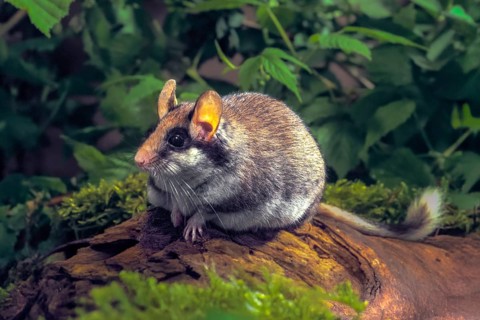 Eliomys quercinus, garden sleepers, rodents, rodentia, bilche, dormice, dormouse, mammals, rodents,