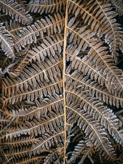 Fern leaves covered with hoarfrost, Sauerland, North Rhine-Westphalia, Germany