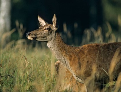 Artiodactyla, Cervus Elaphus, even-toed ungulate, cloven-hoofed, red deer, red deer, adult, deer,