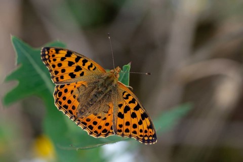 Argynnis Lathonia, Issoria Lathonia, Little Mother of Pearl Butterfly, Queen of Spain Fritillary,