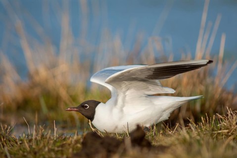 Black-headed gull, Chroicocephalus ridibundus, black-headed gull, Larus ridibundus, birds,